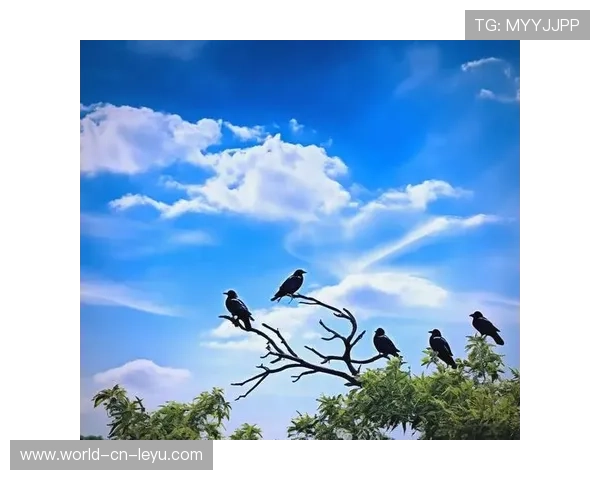 乌鸦外接手状态出色，助力球队取胜，请问乌鸦